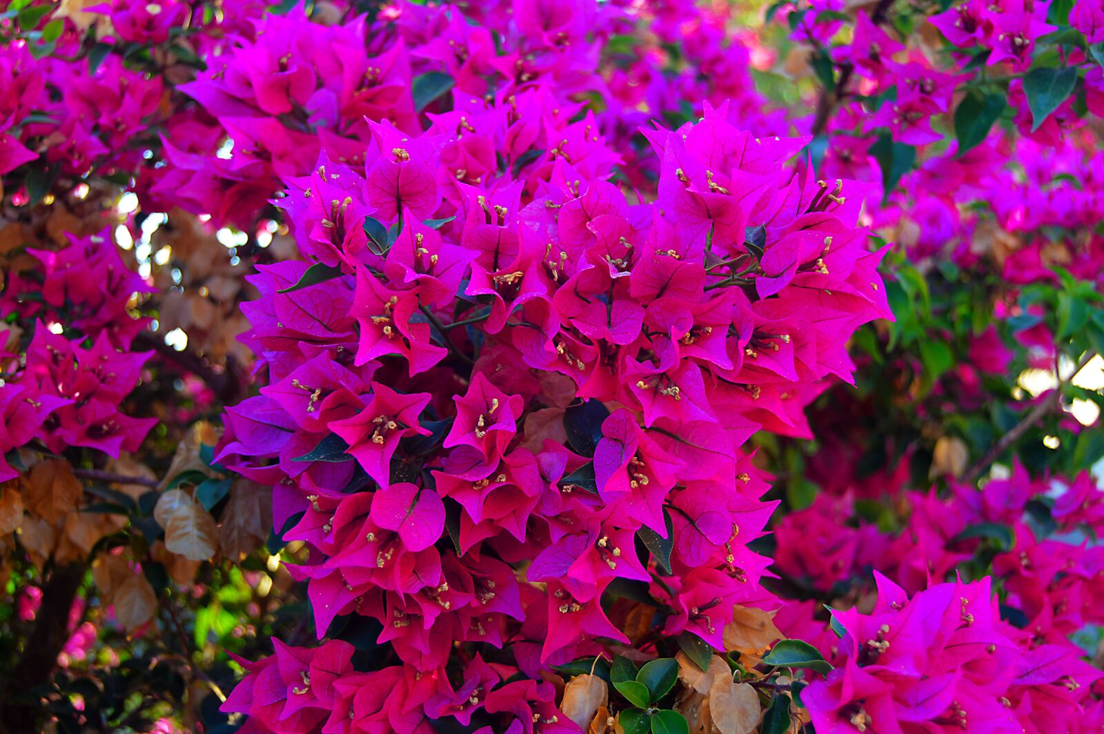 Nikon D3200 sample photo. Pink flowers, flowery, plant photography