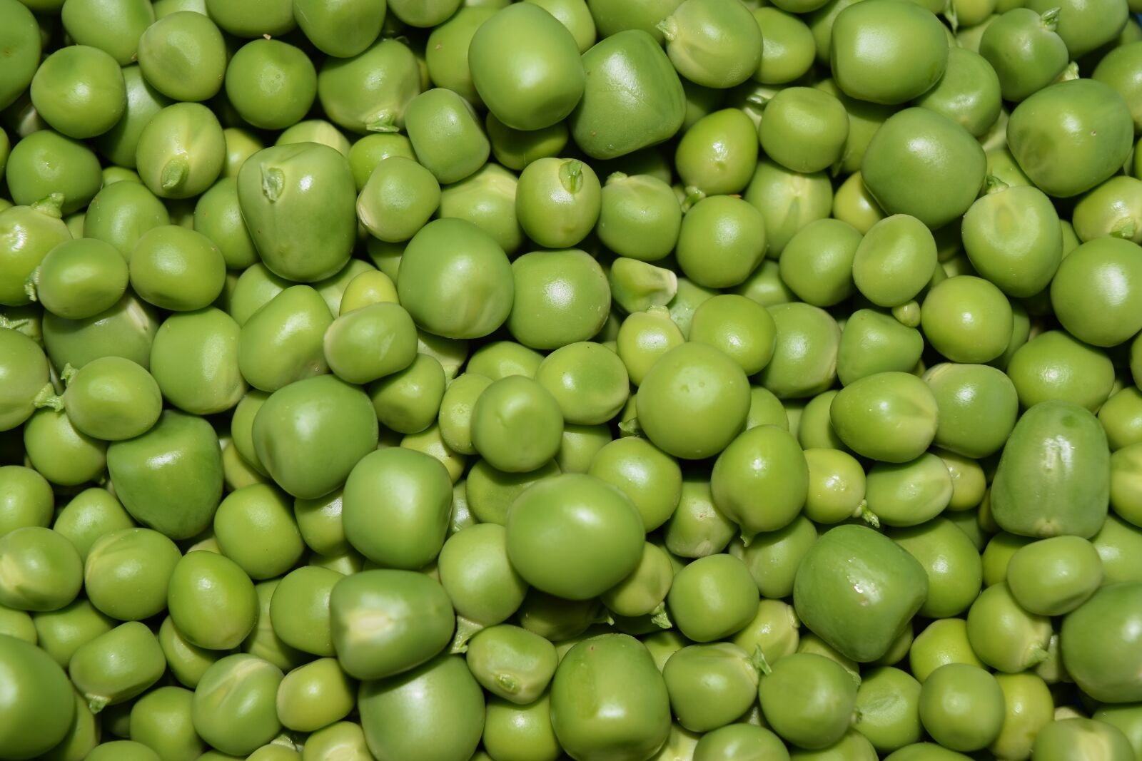 Nikon D3300 sample photo. Pea, peas, nature photography