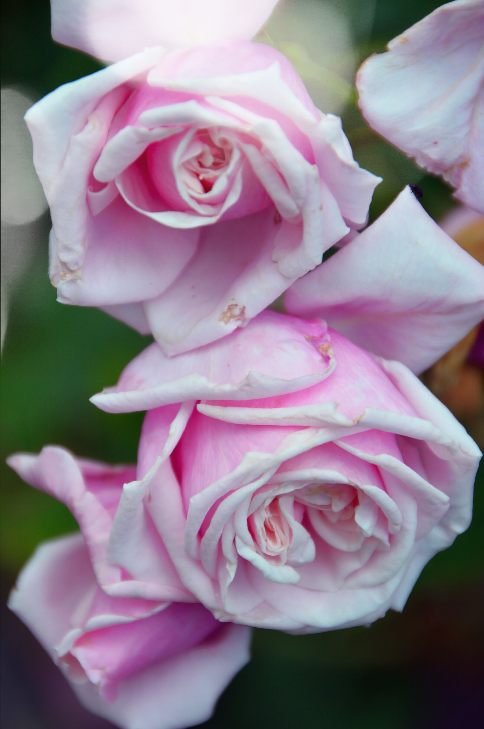 Nikon D3200 sample photo. Flower, rose, petal photography