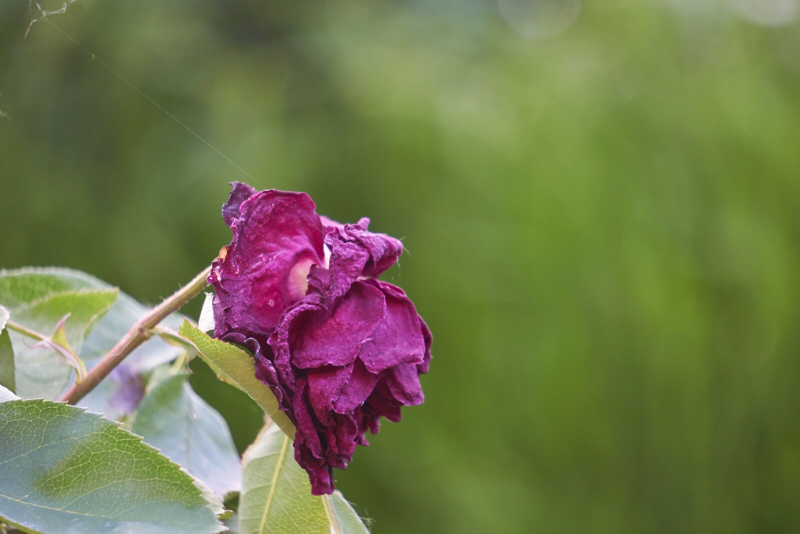 Sony E 55-210mm F4.5-6.3 OSS sample photo. Rose, blossom, bloom photography