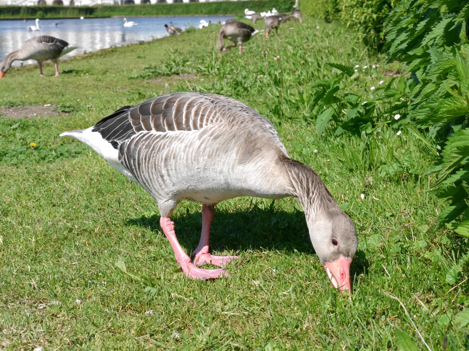 Panasonic Lumix DMC-G6 sample photo. Wild animals, geese, canada photography