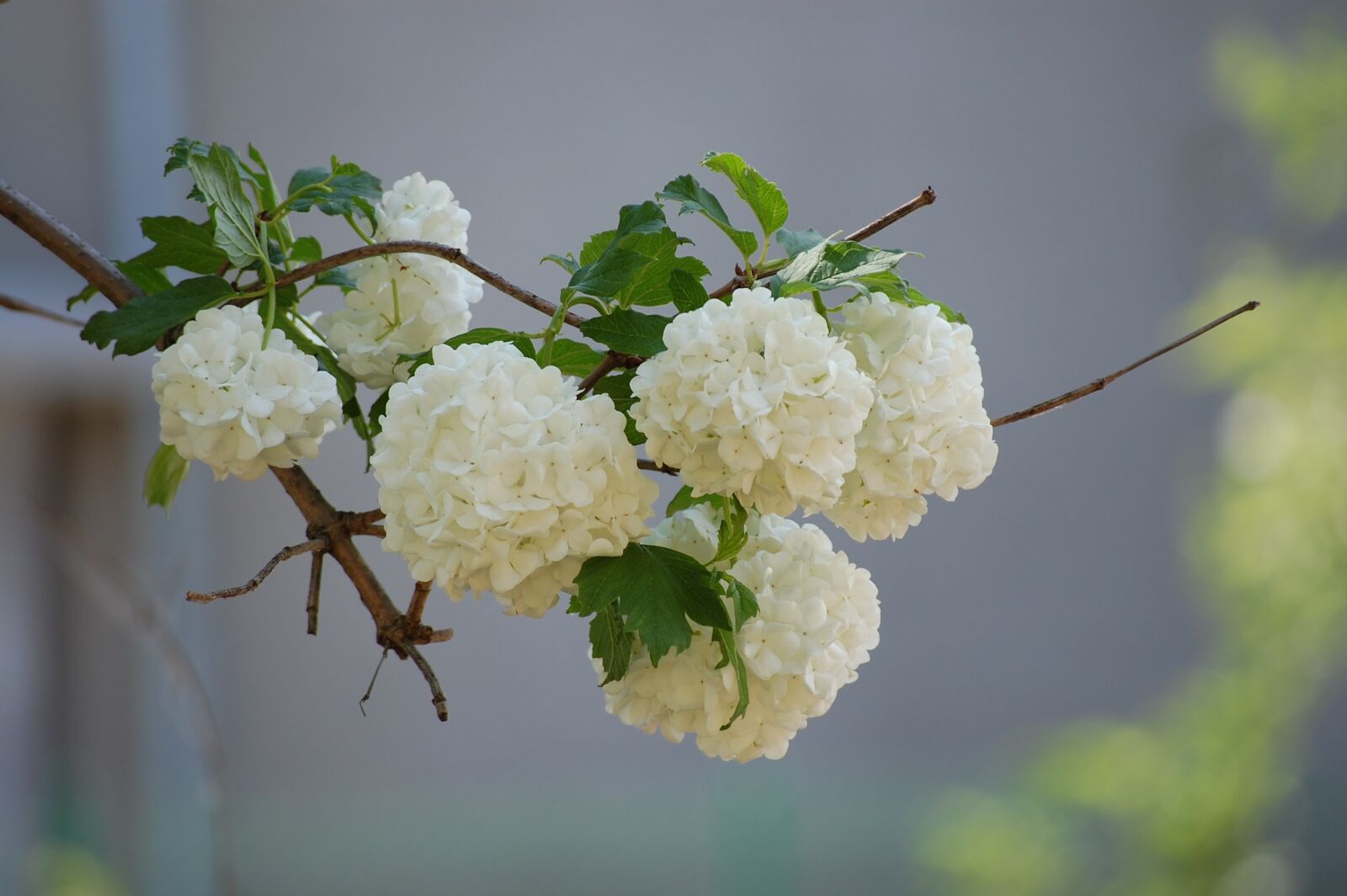 Nikon D40 sample photo. Flowers, nature, garden photography