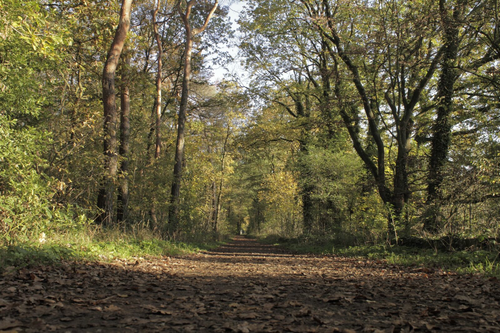 Canon EOS 7D sample photo. Sunny day, autumn, nature photography