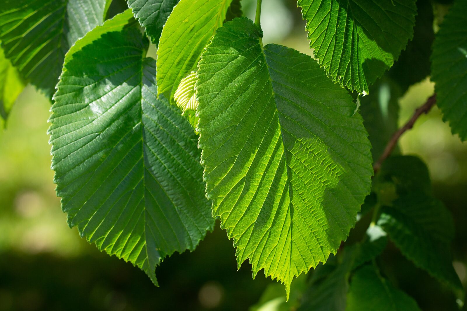Nikon D7100 sample photo. Leaves, elm, hanging elm photography