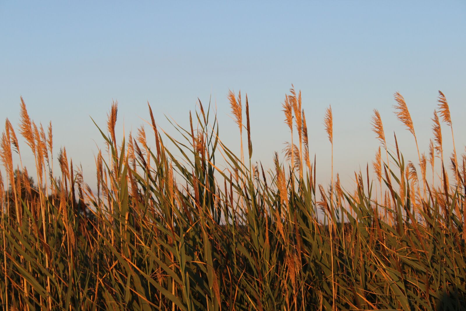 Canon EOS 2000D (EOS Rebel T7 / EOS Kiss X90 / EOS 1500D) sample photo. Wheat, grass, field photography