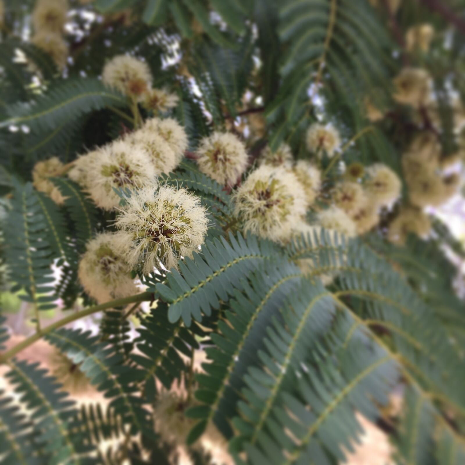 iPhone 6 Plus back camera 4.15mm f/2.2 sample photo. Wild flower, tree wild photography