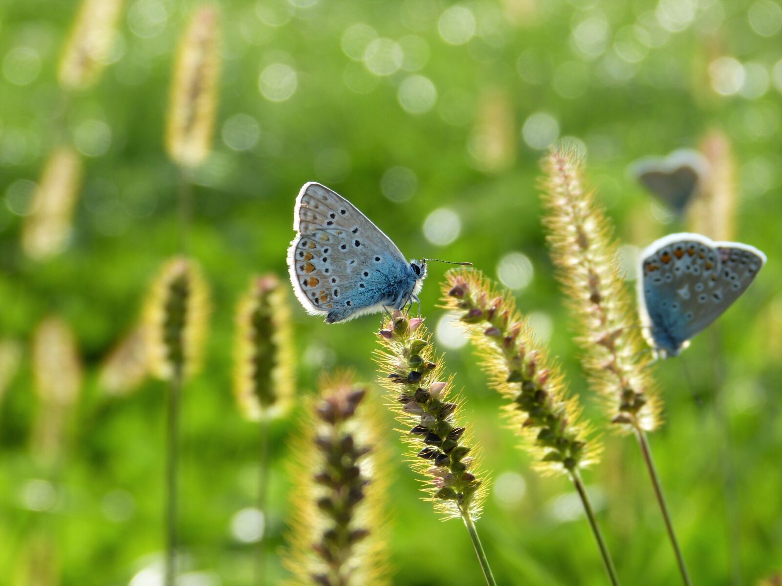 Panasonic Lumix DMC-FZ150 sample photo. Butterfly, hauhechel, common blue photography