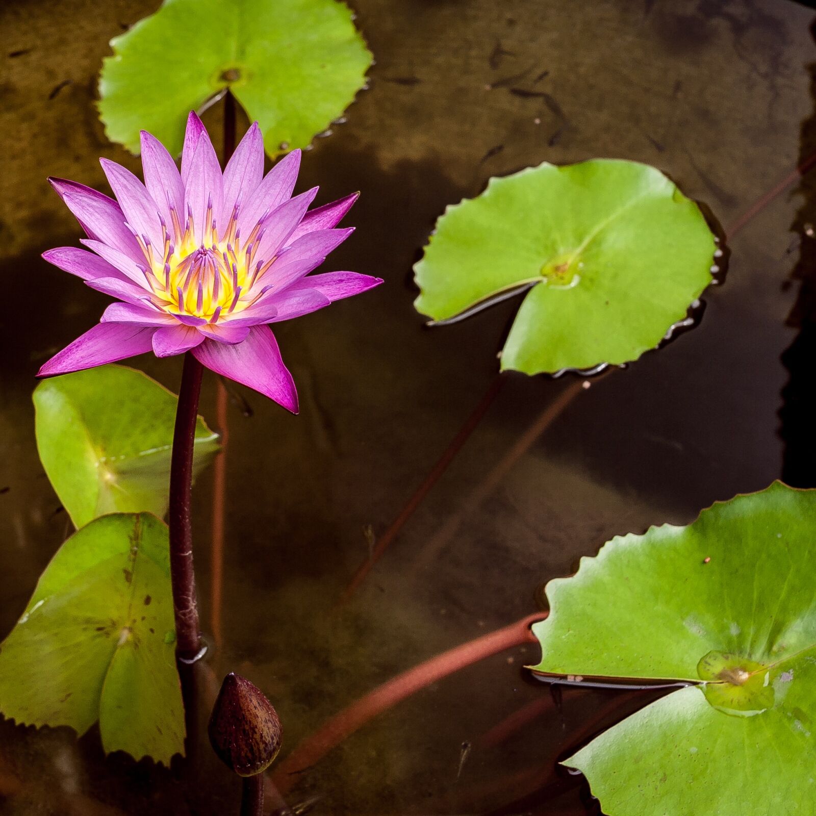 Canon EOS 400D (EOS Digital Rebel XTi / EOS Kiss Digital X) sample photo. Lotus flower, asia, flower photography