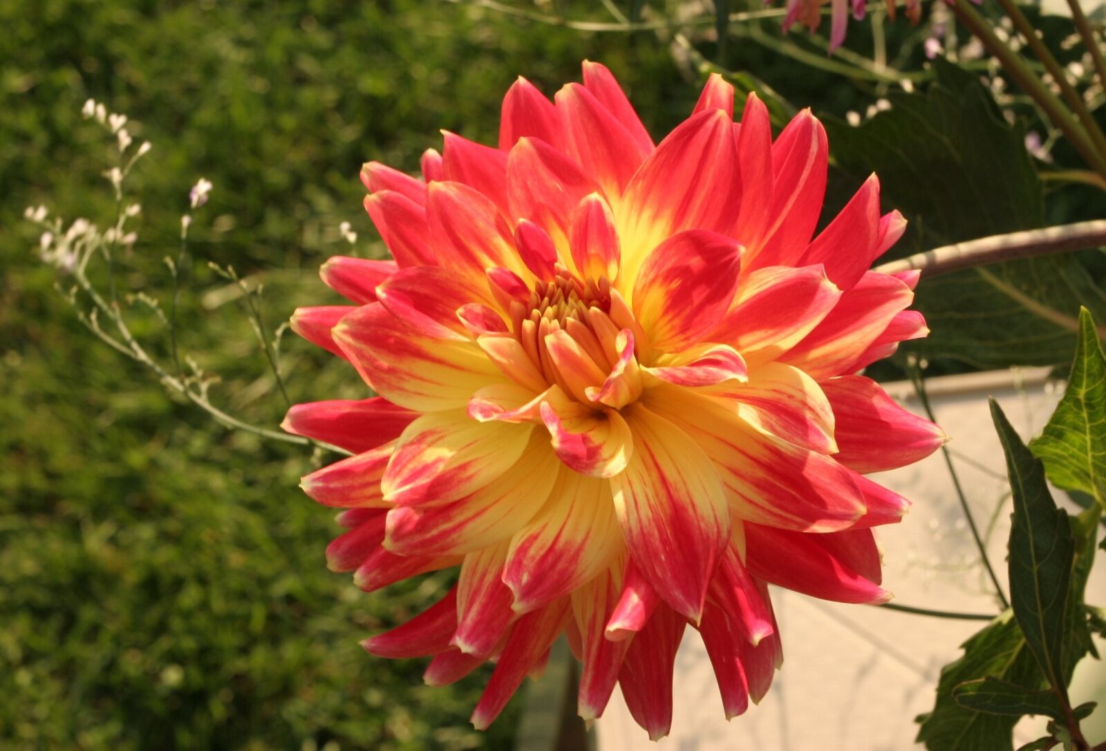 Canon EOS 20D sample photo. Dahlia, gloire de paris photography