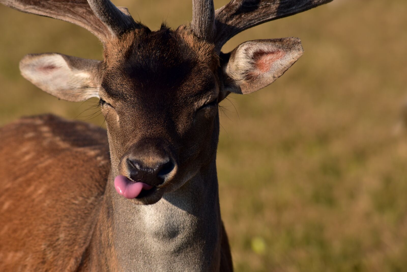 Nikon D750 sample photo. Fallow deer, bull, hirsch photography