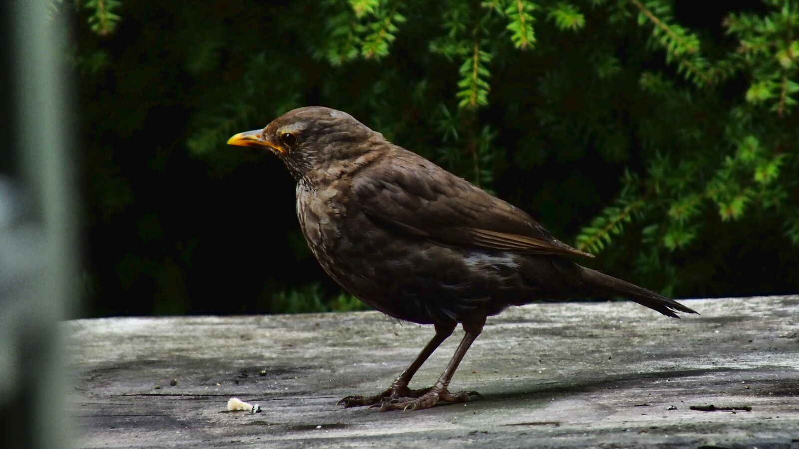 Fujifilm FinePix HS30EXR sample photo. Blackbird, wren, bird photography