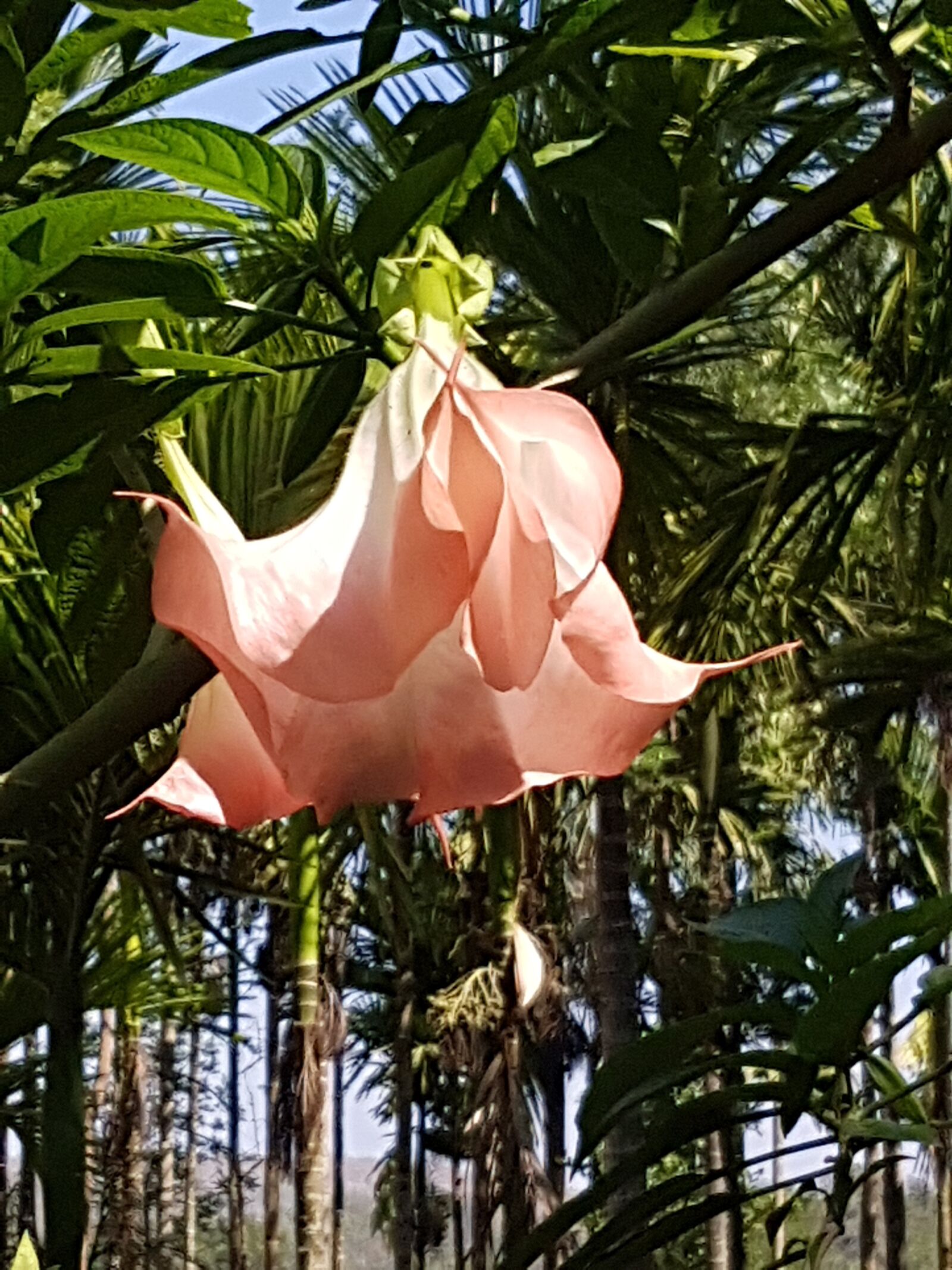 Samsung Galaxy S7 sample photo. Flowers, devils breadth, wild photography