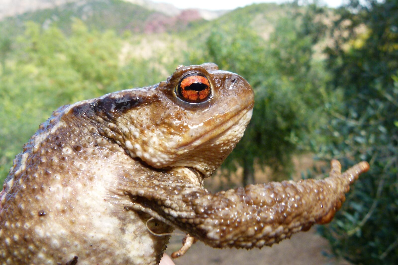 Leica V-Lux 2 sample photo. Toad, bufo bufo, batrachian photography