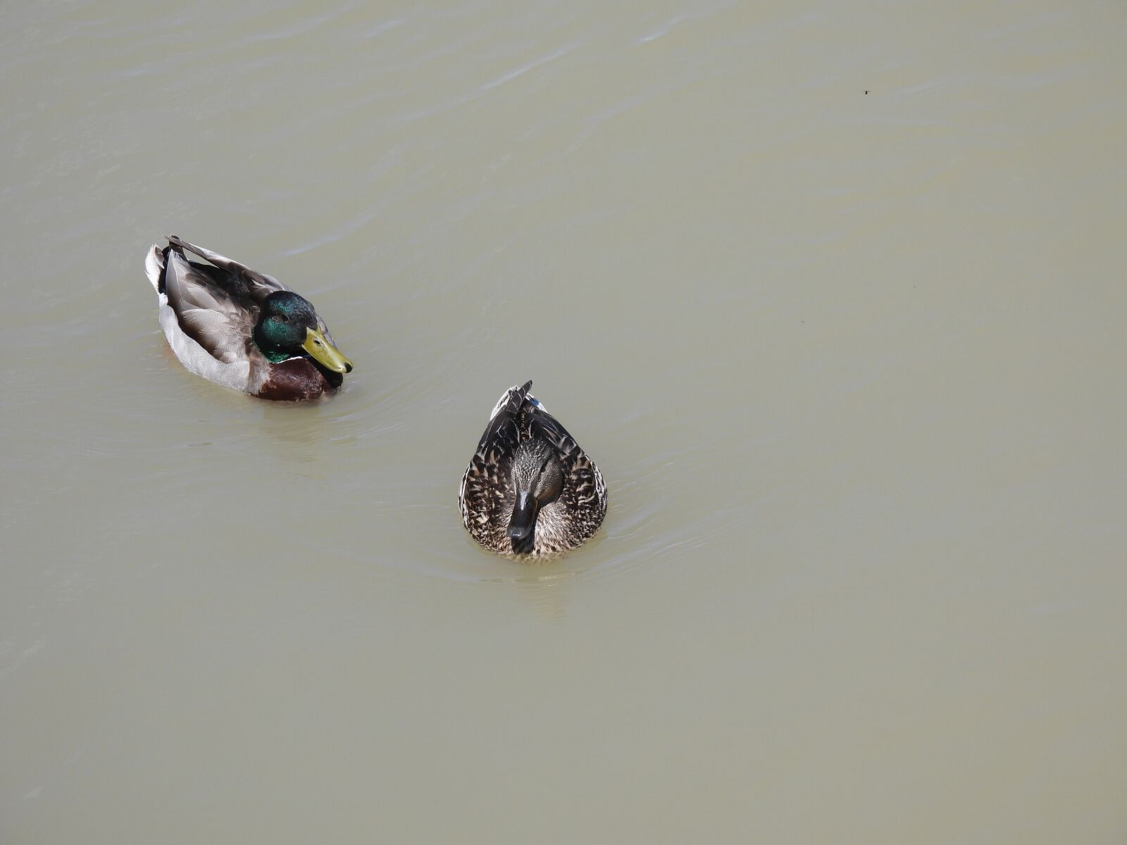 Nikon Coolpix P950 sample photo. Ducks, water, duck photography