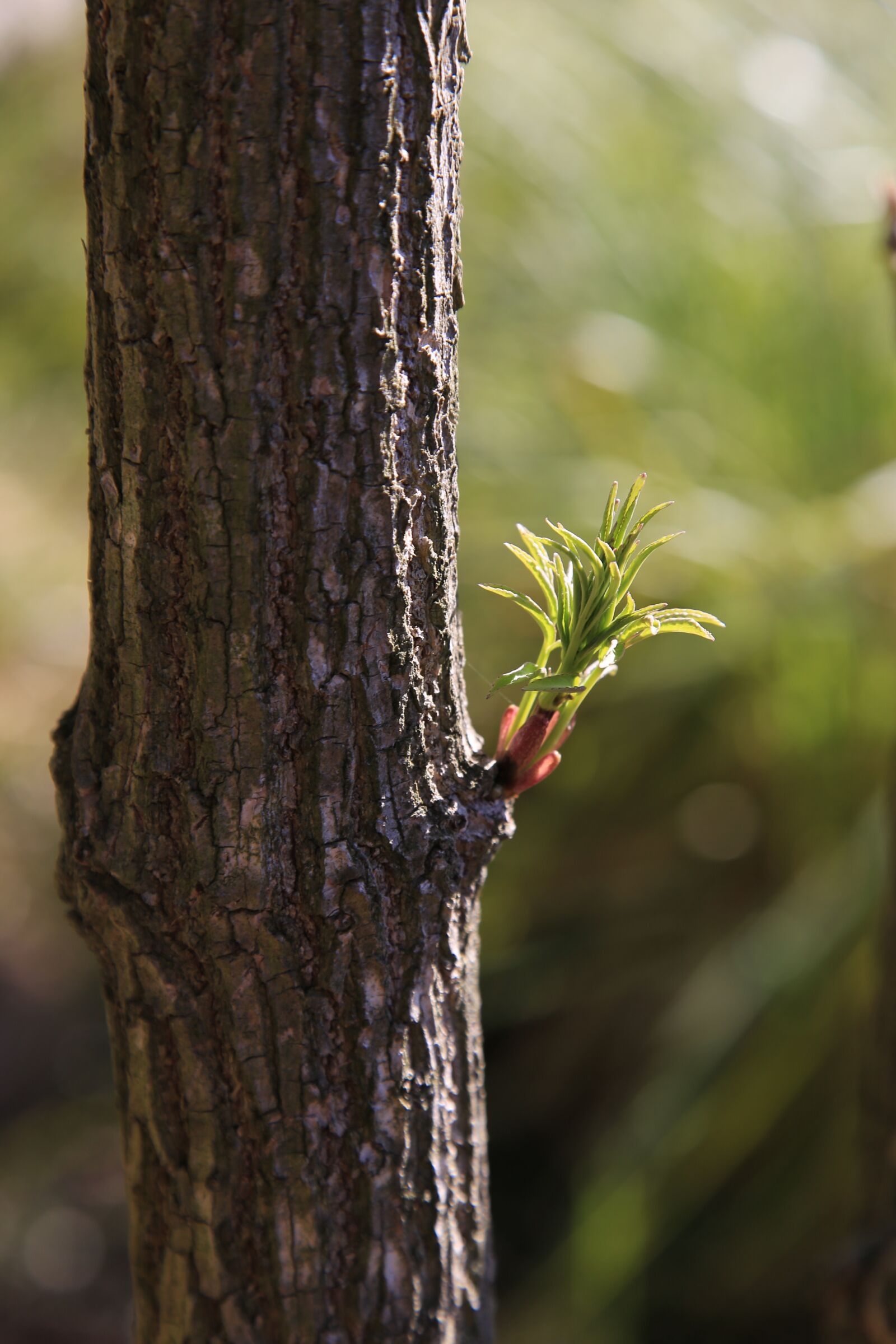 Canon EOS 6D + Canon EF 24-105mm F4L IS USM sample photo. Wood, leaf, bud photography