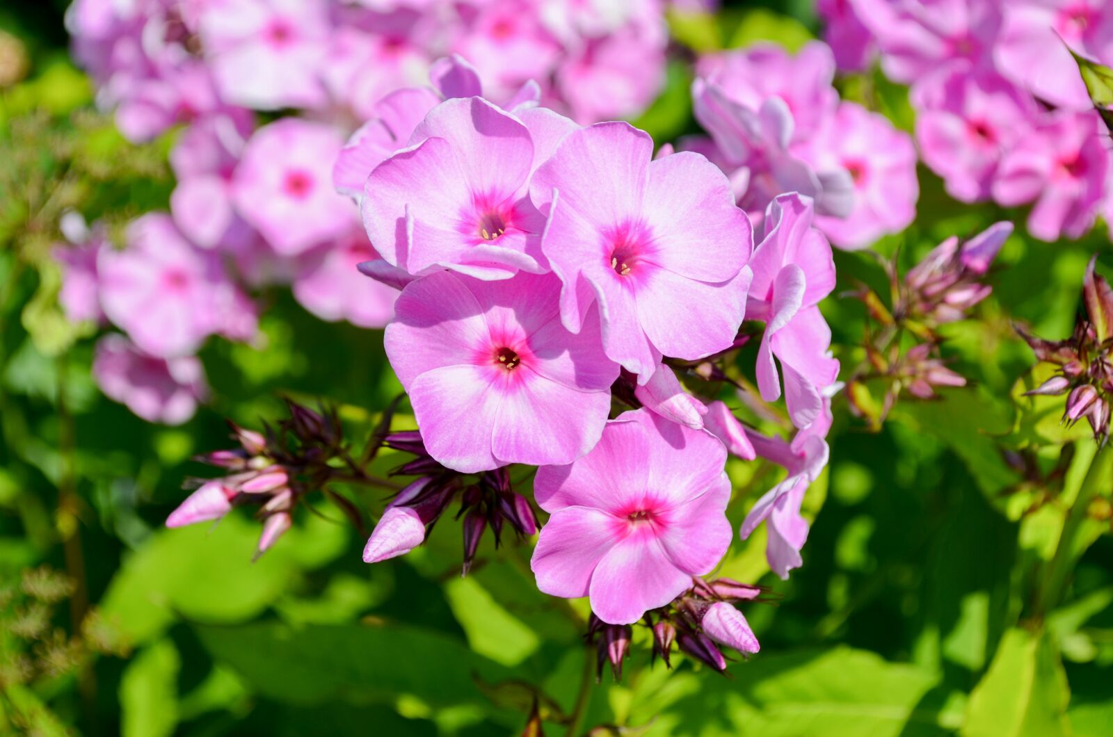 Nikon D5100 sample photo. Flower, plant, nature photography