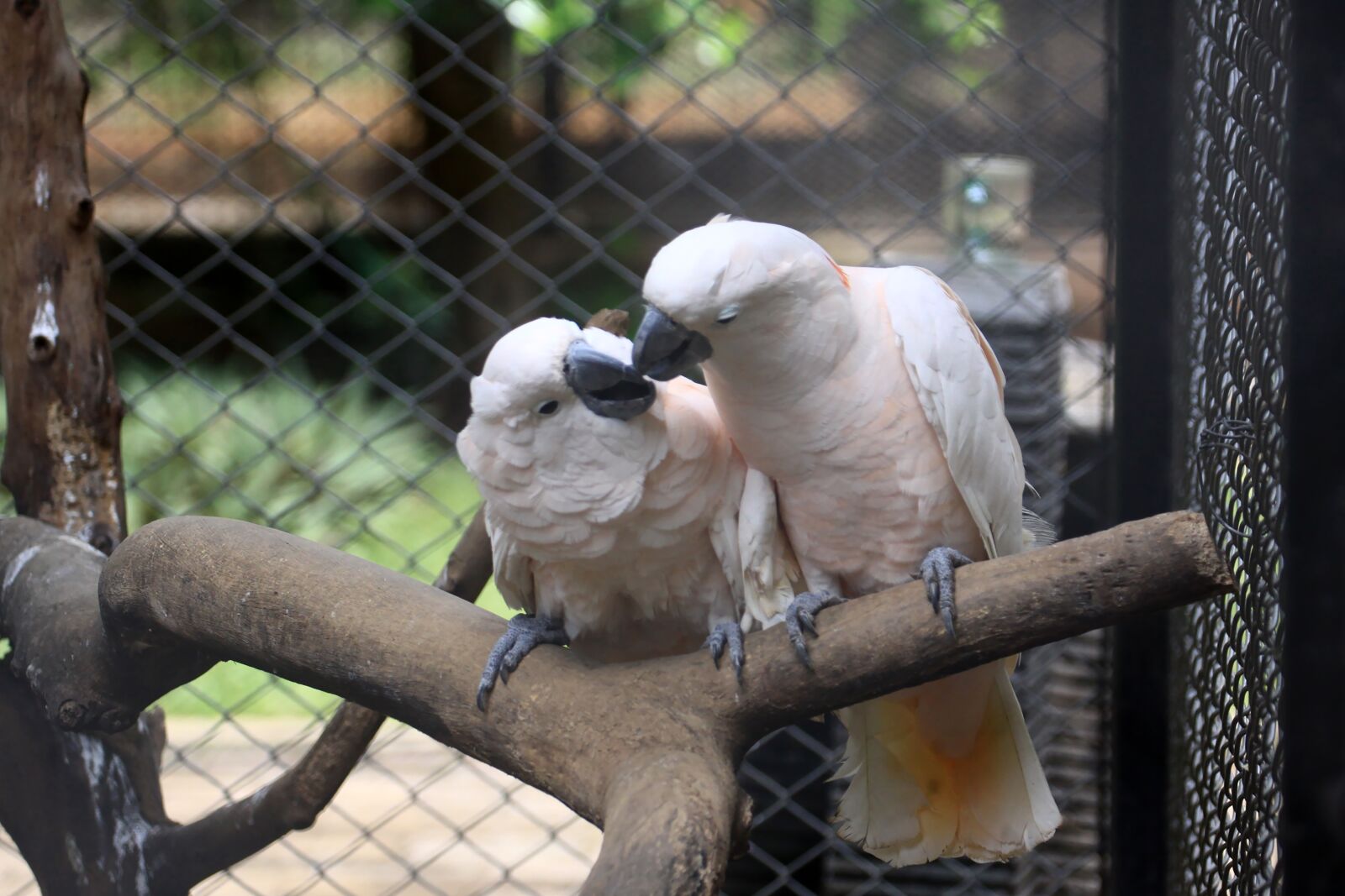 Canon EOS 50D sample photo. Bird, indonesian, white photography