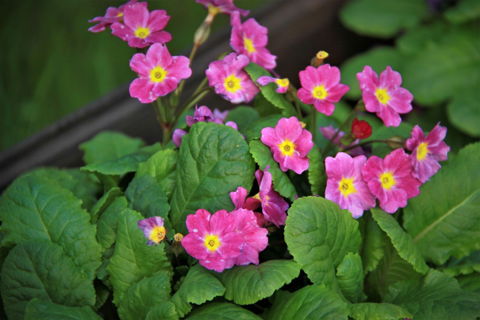 Canon EOS 550D (EOS Rebel T2i / EOS Kiss X4) sample photo. Flower, garden, nature photography