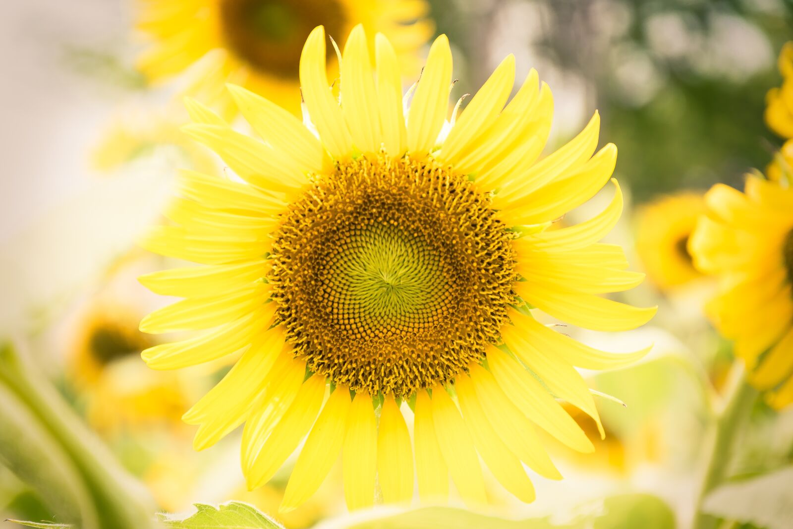 Nikon D5500 sample photo. Flowers, nature, sunflower photography