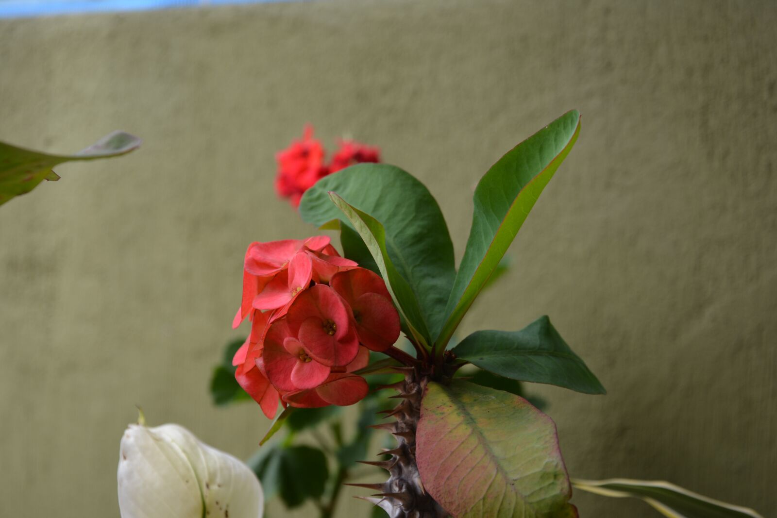 Nikon D7100 sample photo. Plant, green, nature photography
