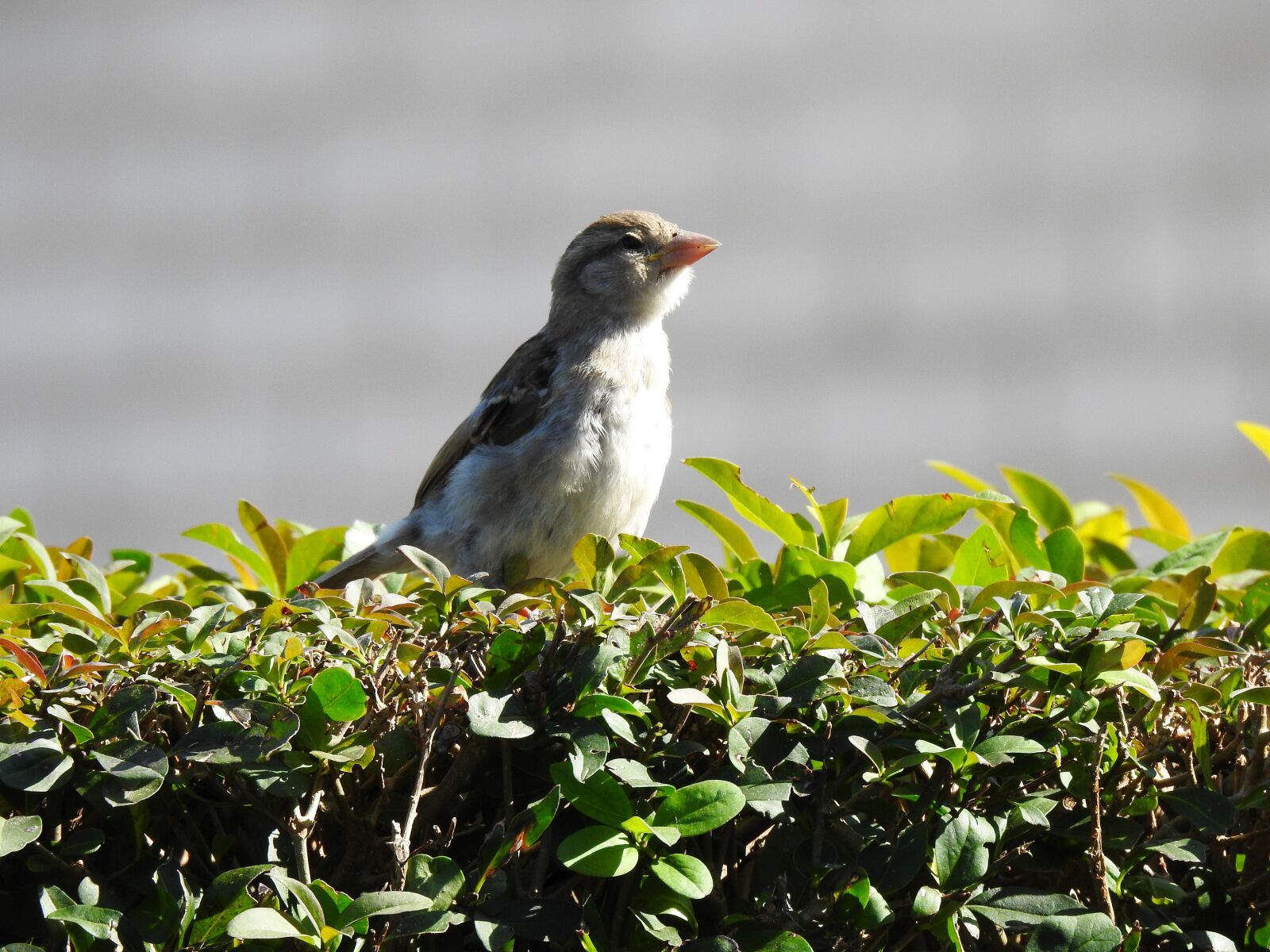 Nikon Coolpix P900 sample photo. Bird, the sparrow, nature photography