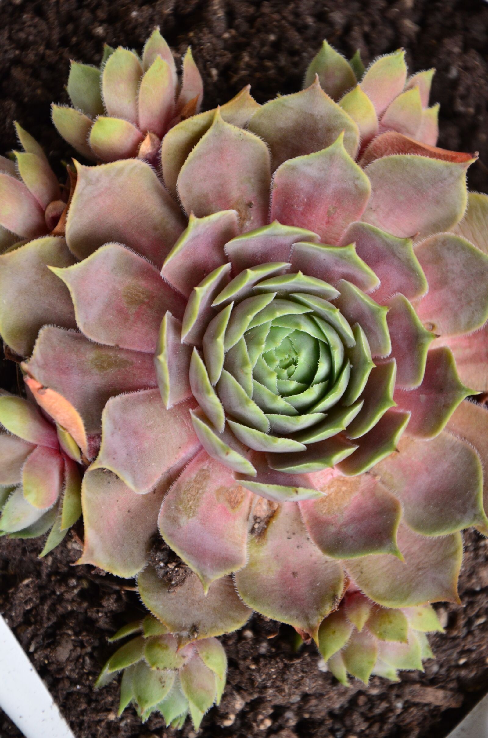 Nikon D5100 sample photo. Houseleek, succulents, reddish photography
