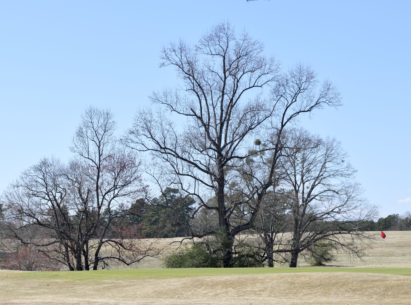 Nikon D3300 sample photo. Barren trees, forest, outdoors photography