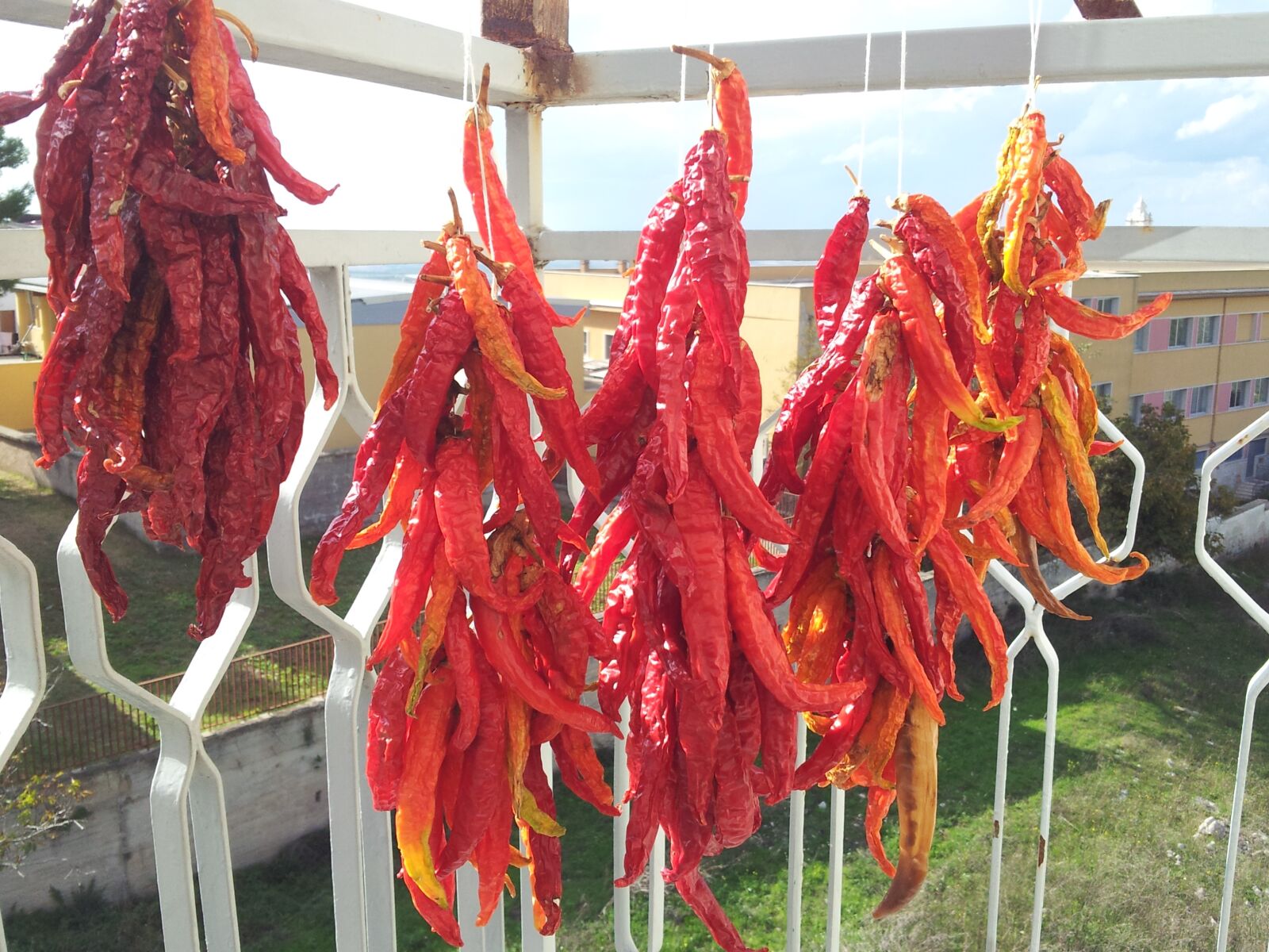 Samsung Galaxy S2 sample photo. Chilli peppers, buckets, an photography