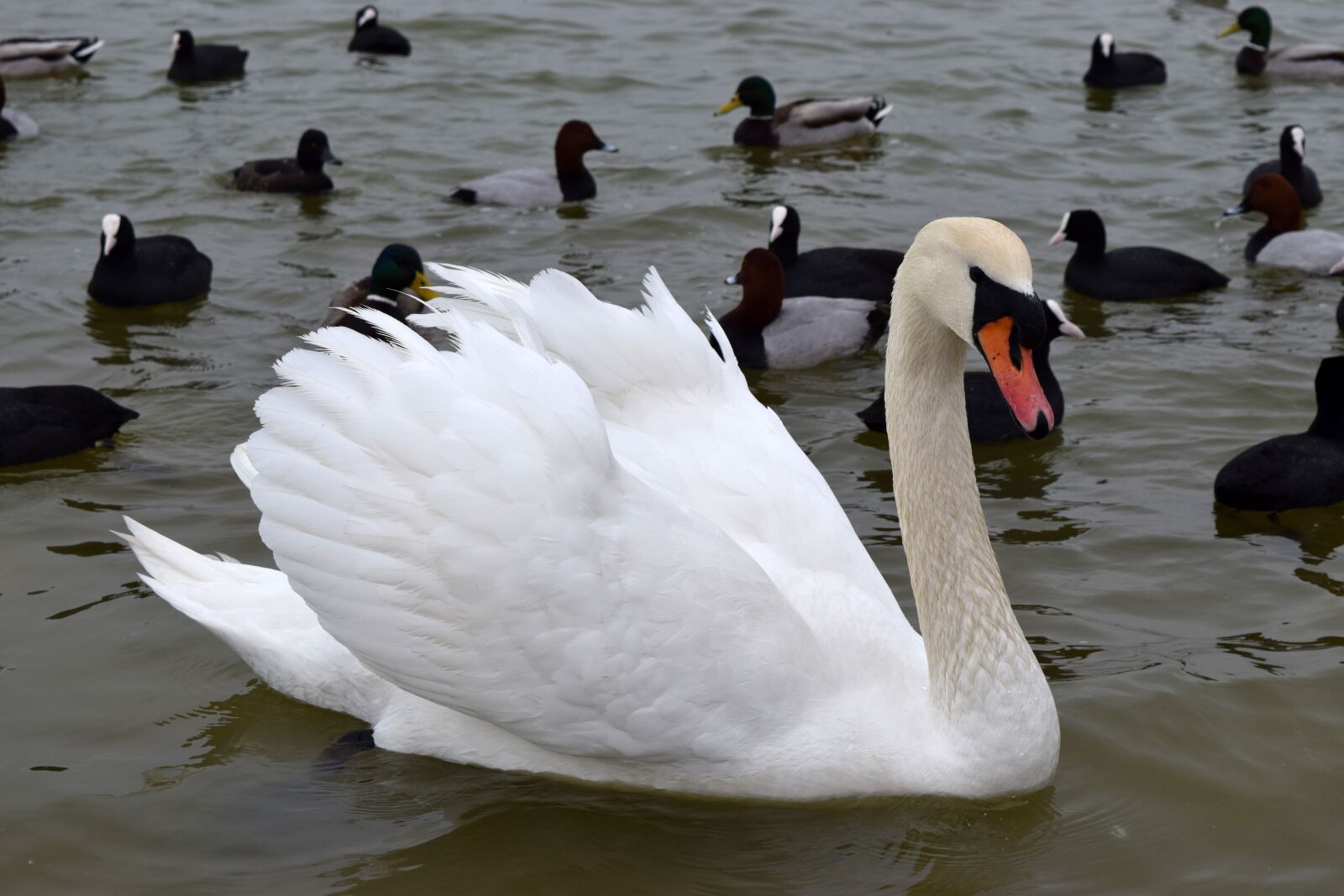 Nikon D3300 sample photo. Swan, bird, duck photography
