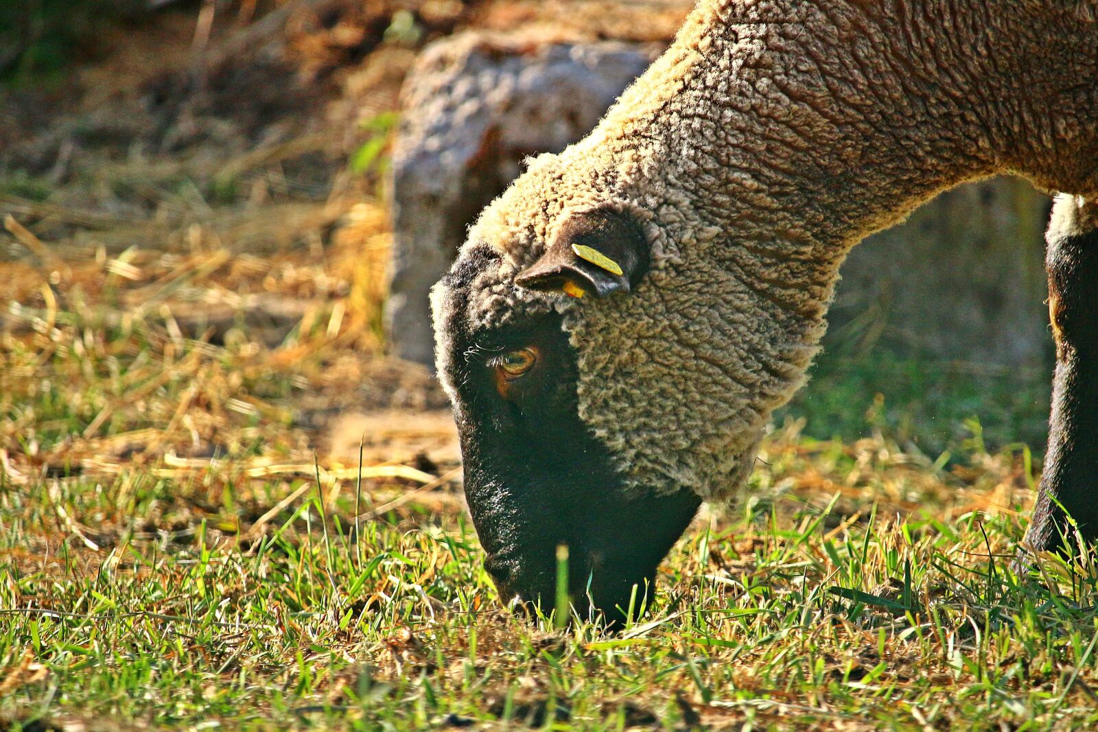 Canon EOS 100D (EOS Rebel SL1 / EOS Kiss X7) sample photo. Sheep, livestock, merino photography