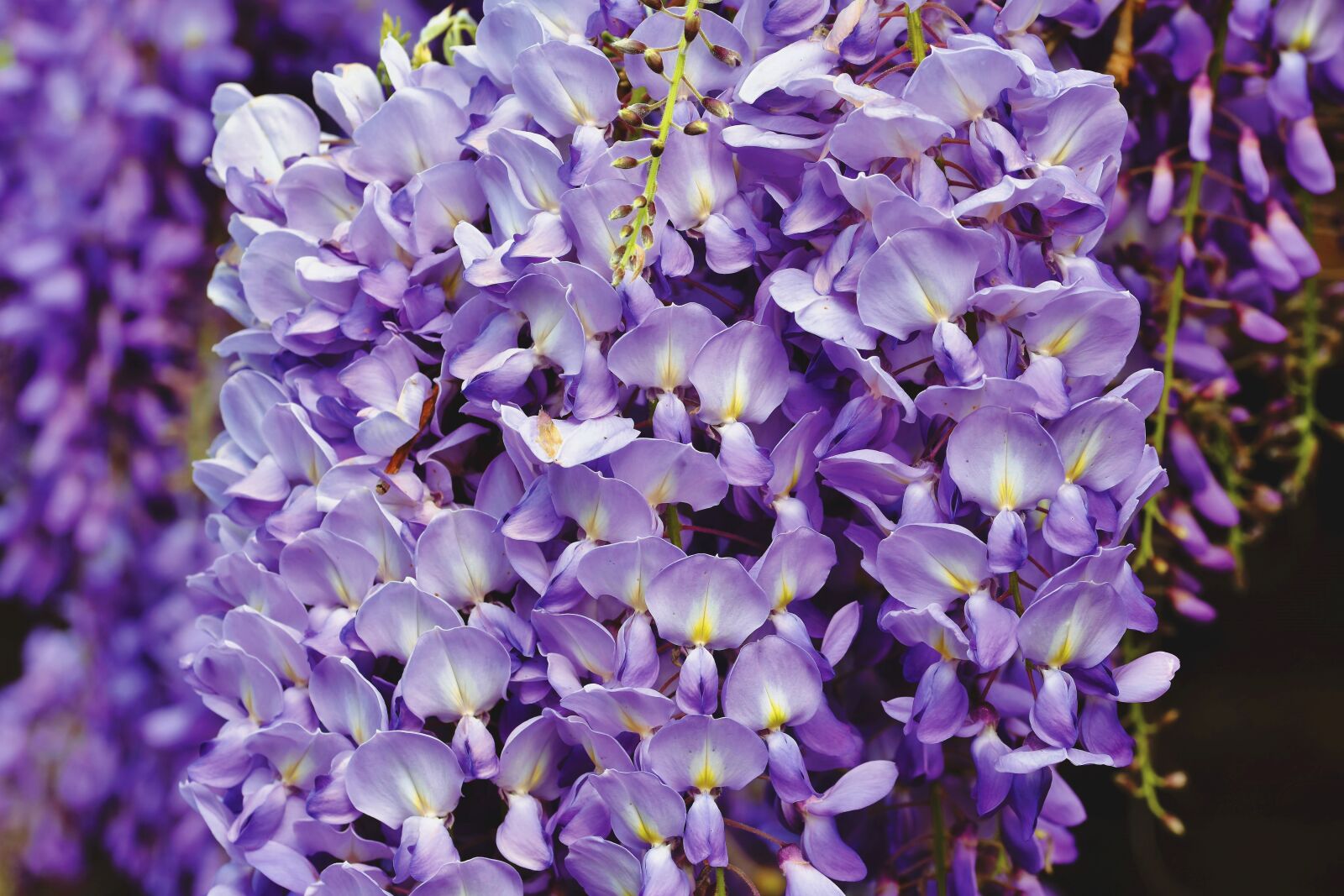 Nikon D7200 sample photo. Blue rain, flower, violet photography