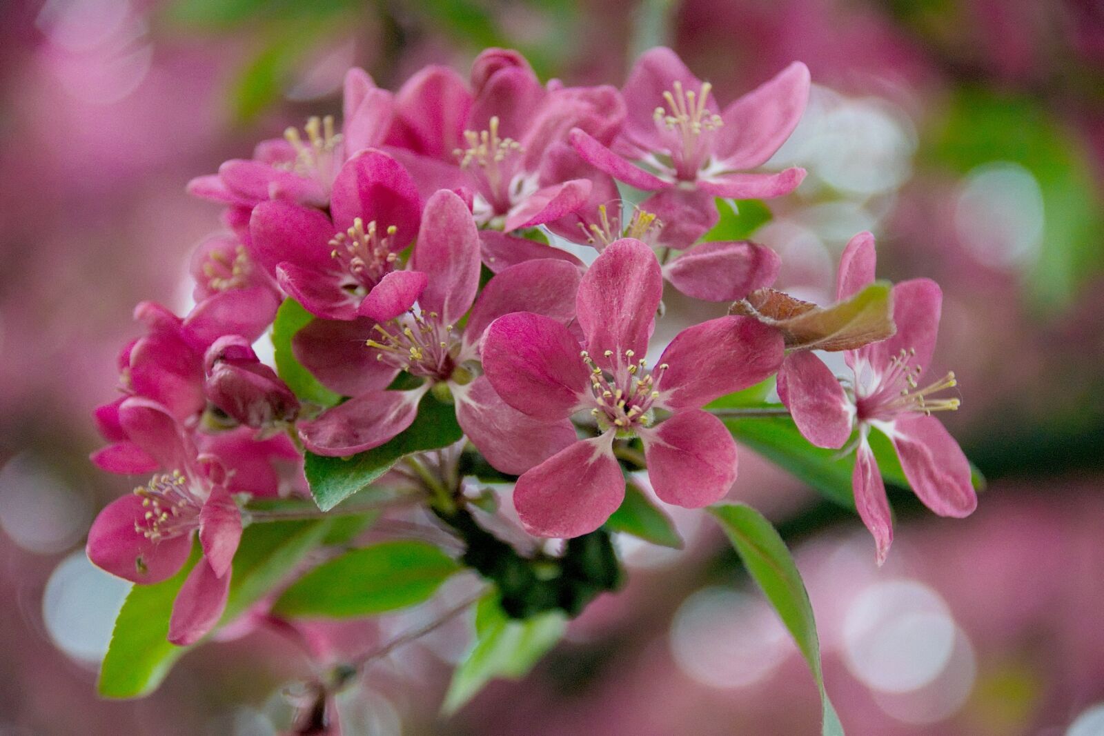 Nikon D3300 sample photo. Flower, spring, nature photography