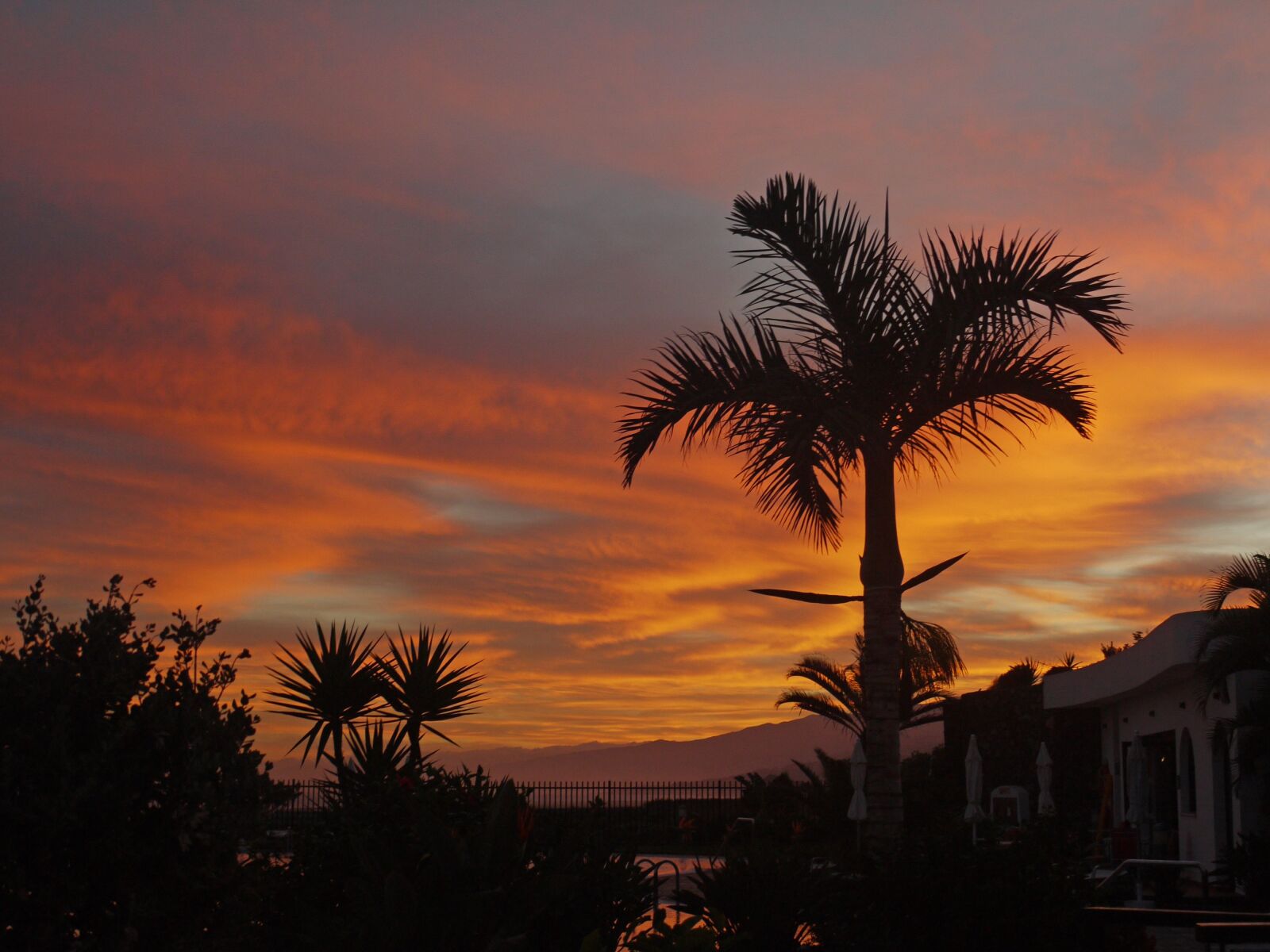 Panasonic Lumix DMC-G1 sample photo. Sunrise, morgenrot, palm photography