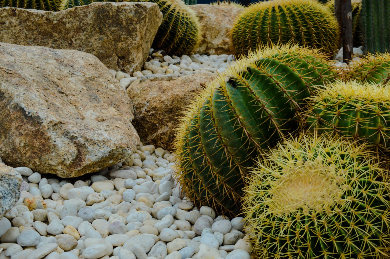 Nikon D3200 sample photo. Cacti, landscape design, flower photography