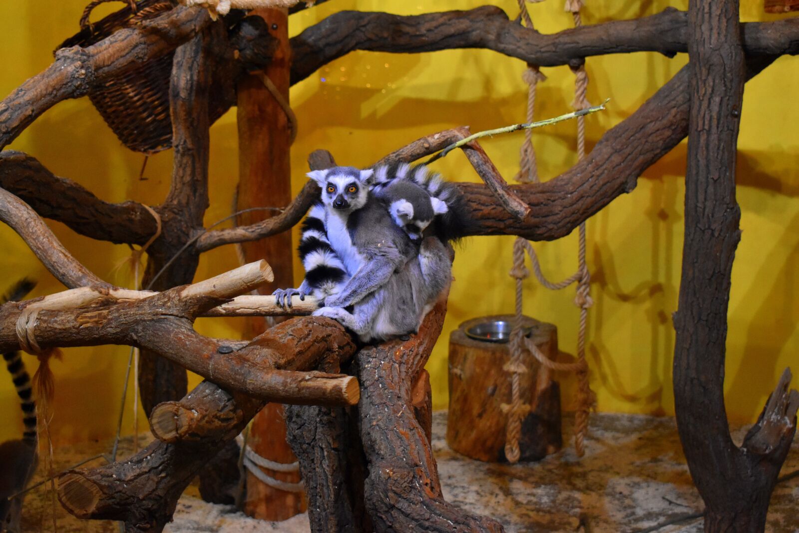 Nikon D3500 sample photo. Lemur kata, madagascar, mammal photography