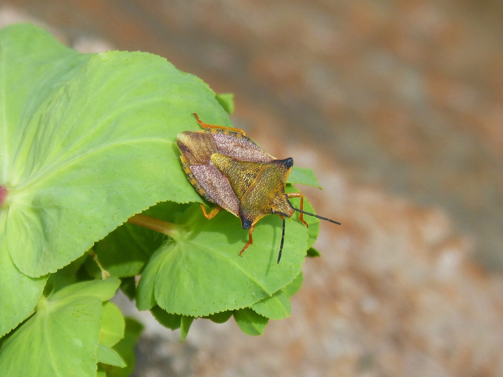 Panasonic DMC-FZ62 sample photo. I pentatomid, dolycoris baccarum photography