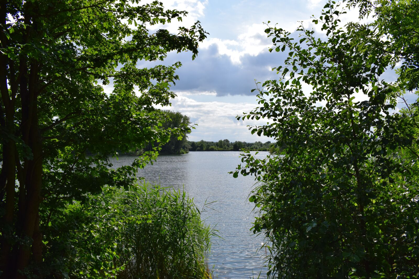 Nikon D3300 sample photo. Forest, path, trees photography