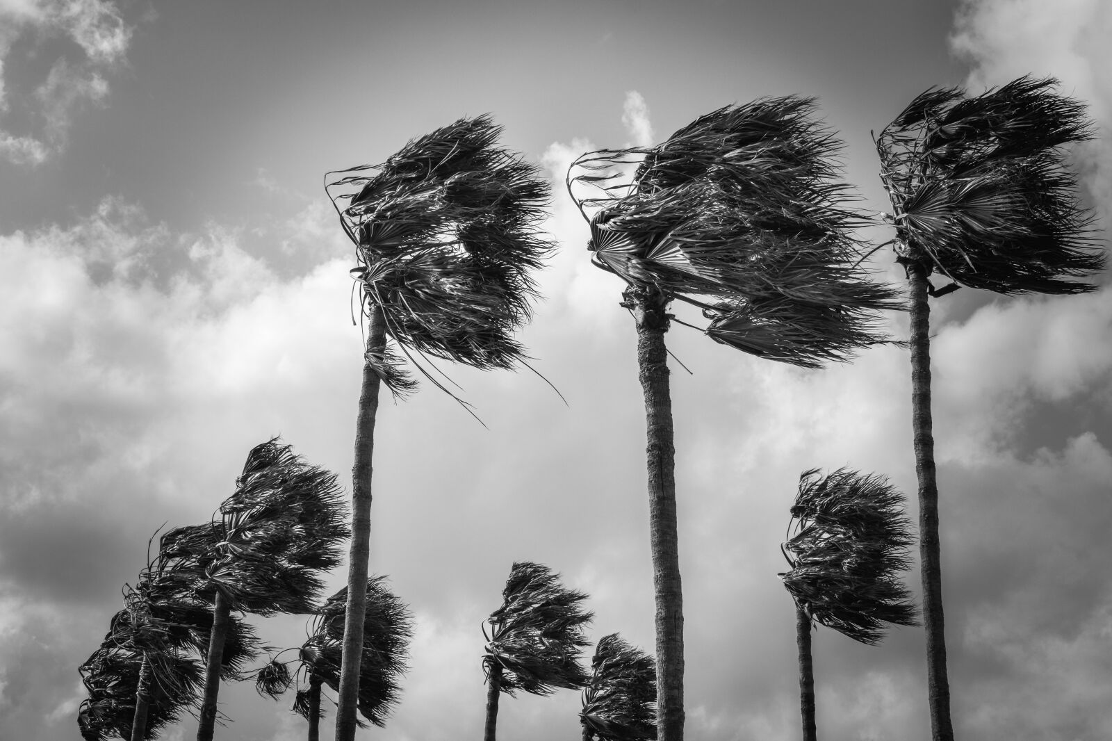 Nikon D3300 sample photo. Palm trees, wind, windy photography