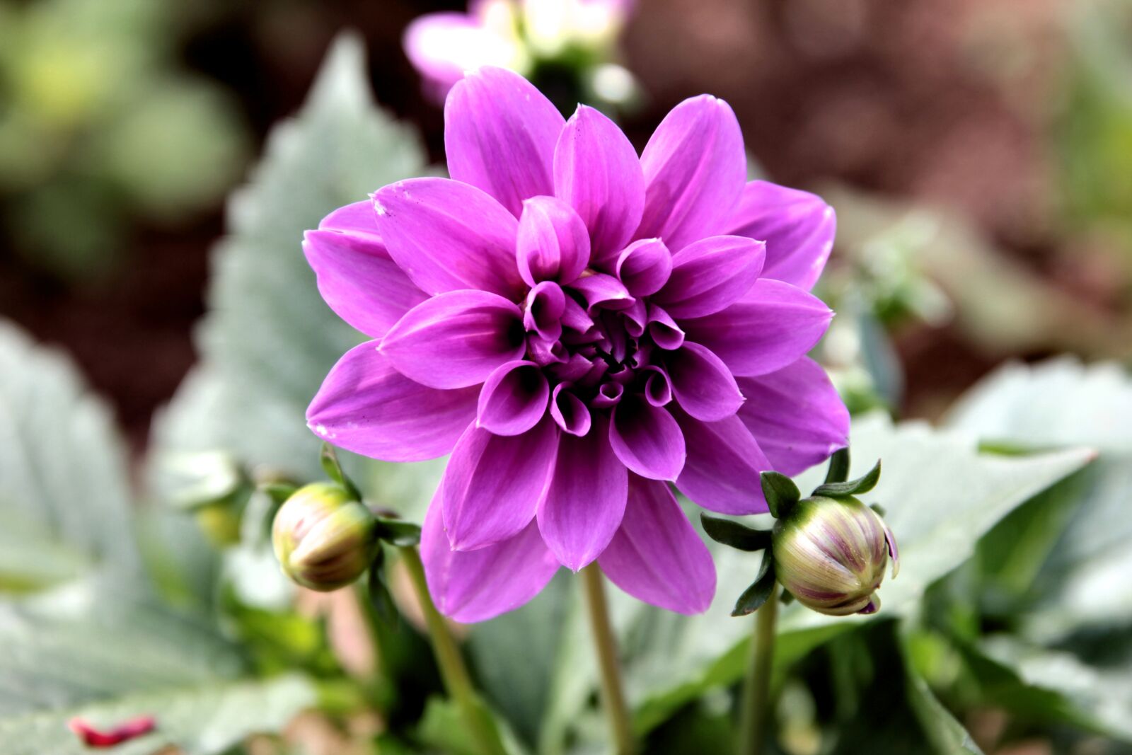 Canon EF 24-70mm F2.8L II USM sample photo. Dahlia, purple, flower photography