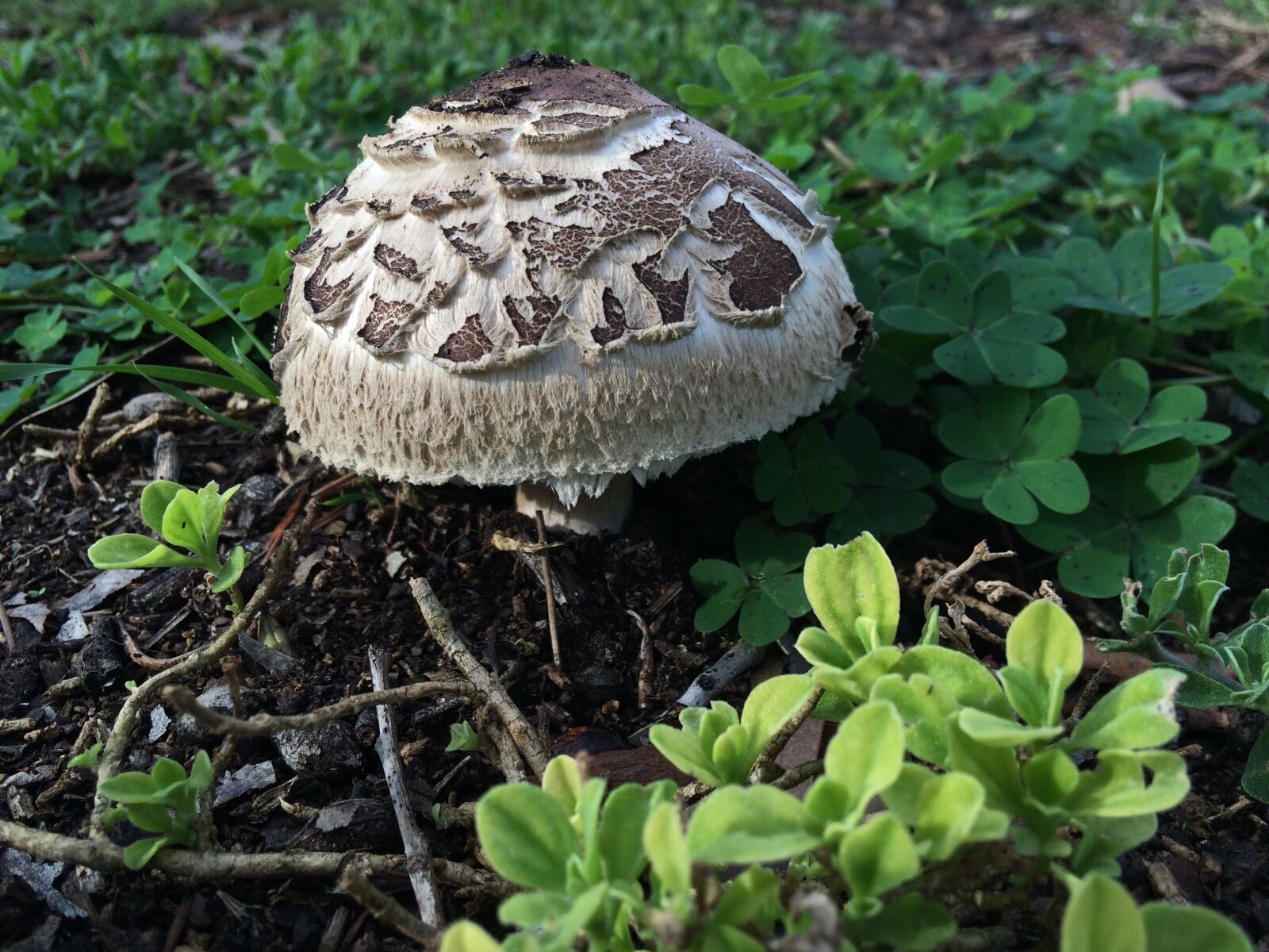 iPhone 5s back camera 4.15mm f/2.2 sample photo. Funghi, toadstool, mushroom photography
