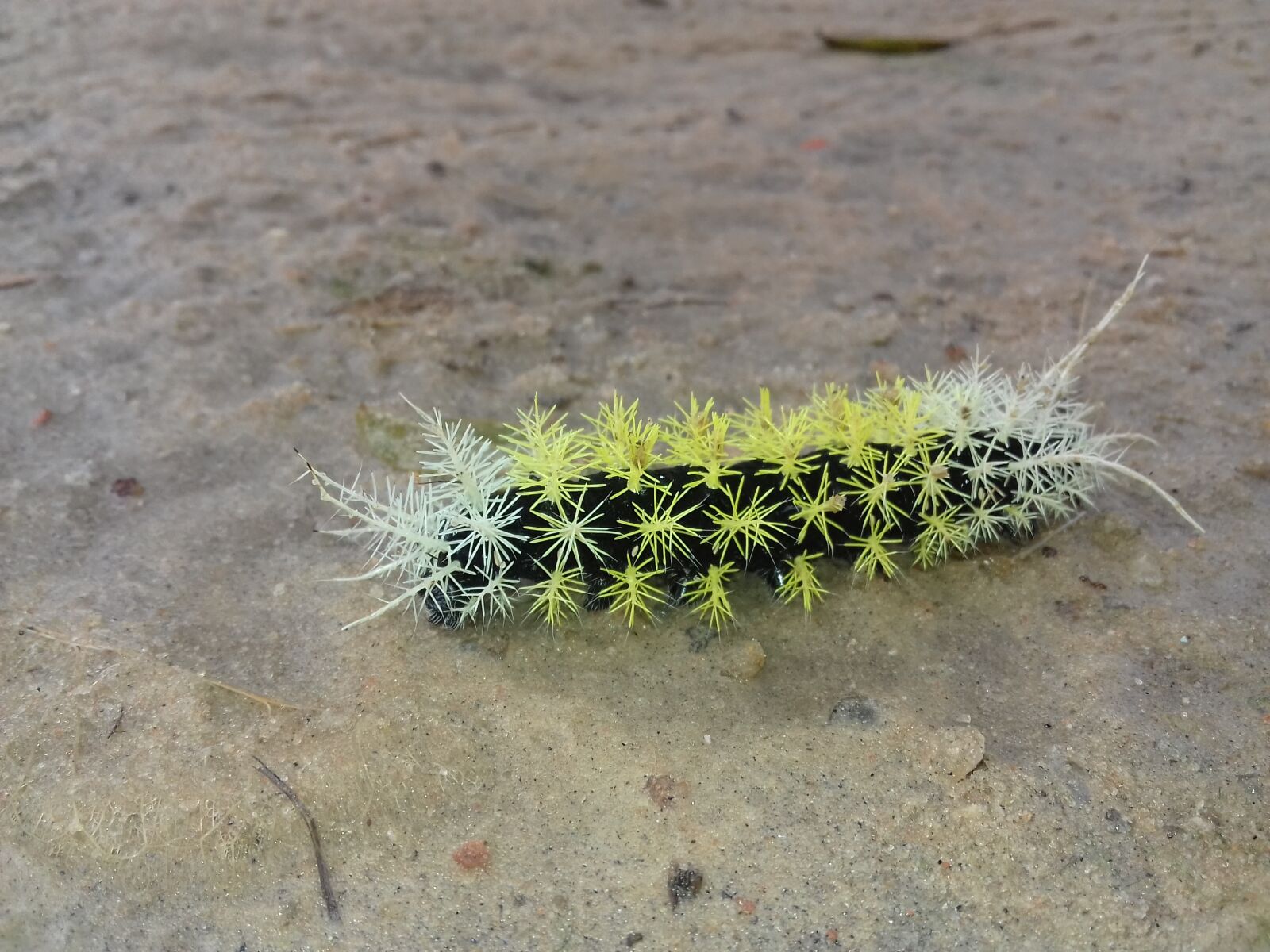 Samsung Galaxy J3(2016) sample photo. Caterpillar, mariposa, butterfly photography