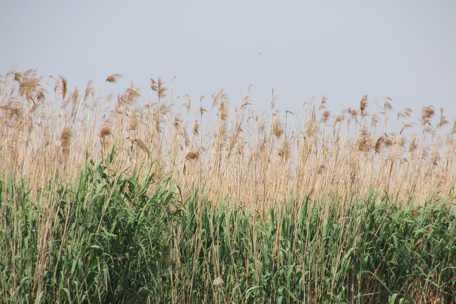 Canon EOS 7D Mark II sample photo. Animals, birds, blue, sky photography
