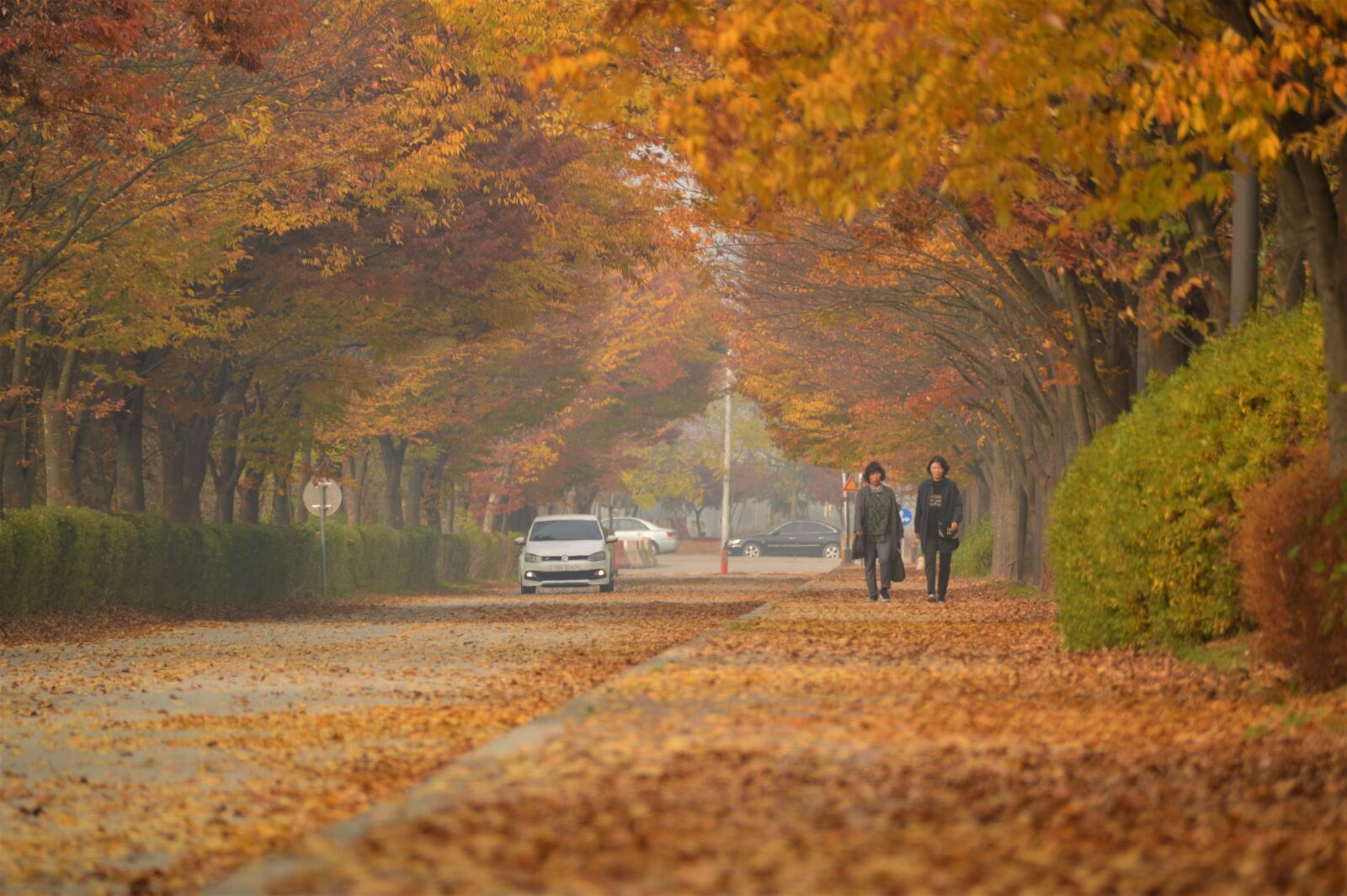 Nikon D3200 sample photo. Autumn leaves, autumn, leaves photography