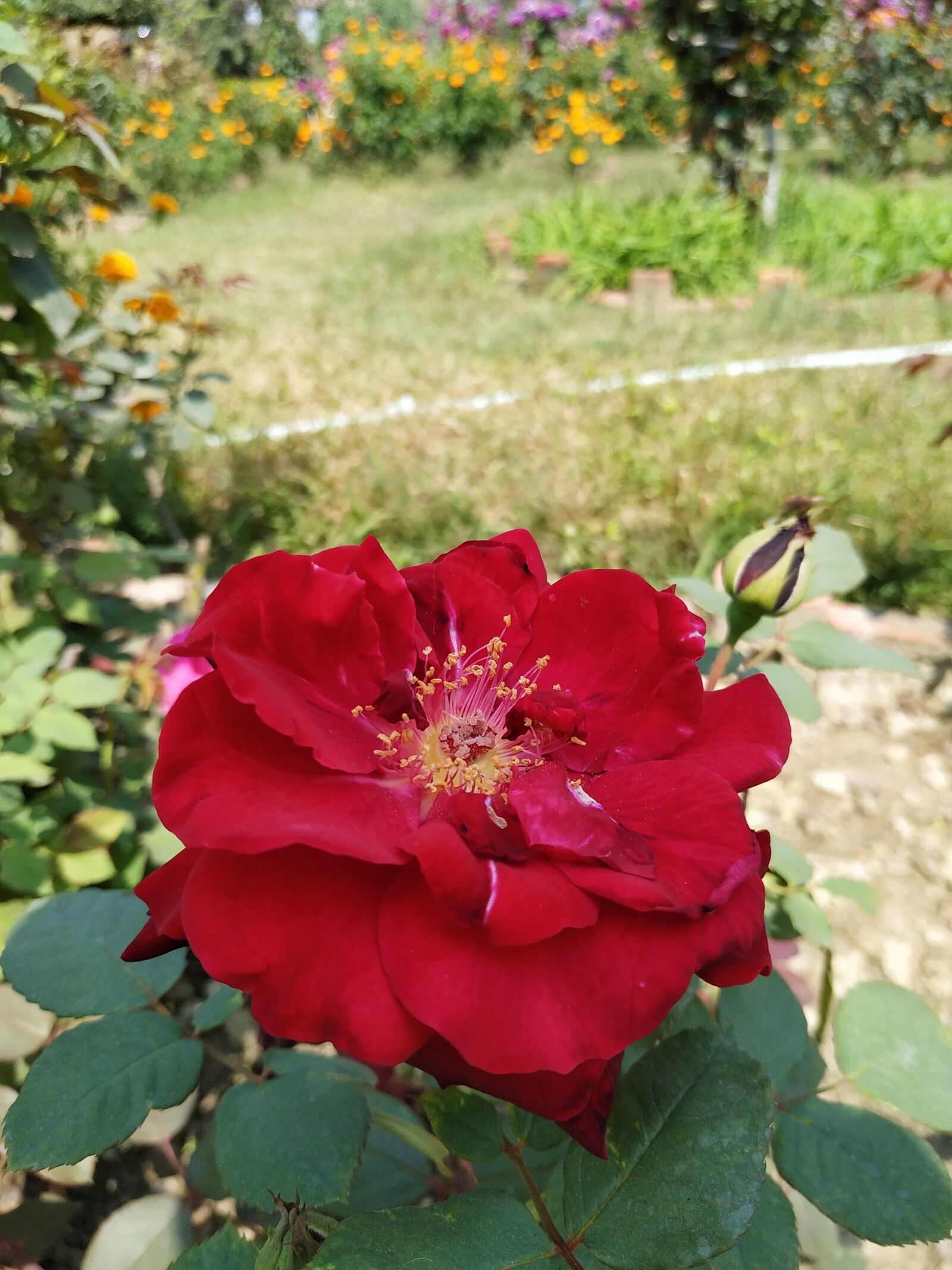 Xiaomi Redmi Note 6 Pro sample photo. Rose, plant, background photography