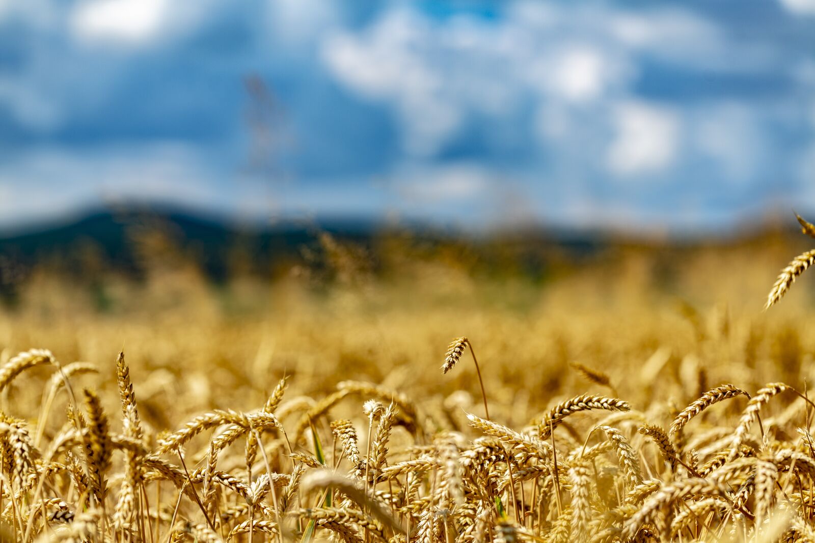 Canon EF 100mm F2.8L Macro IS USM sample photo. Wheat, wheat field, arable photography