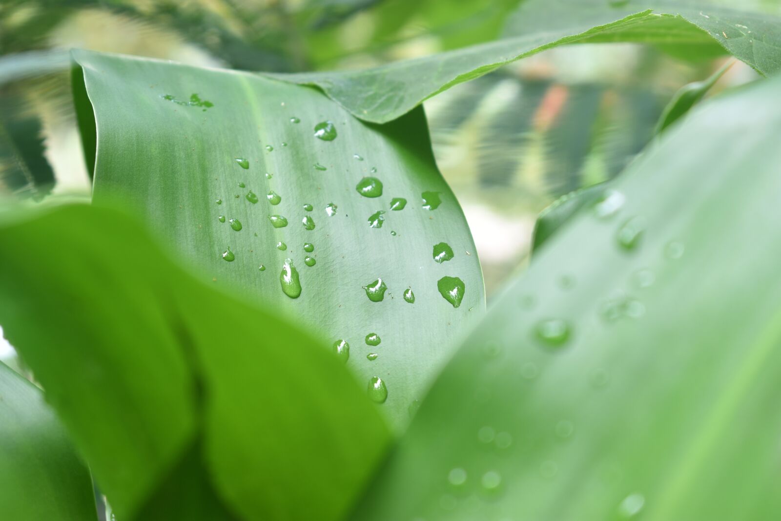 Nikon D3400 sample photo. Water drop, water, dew photography