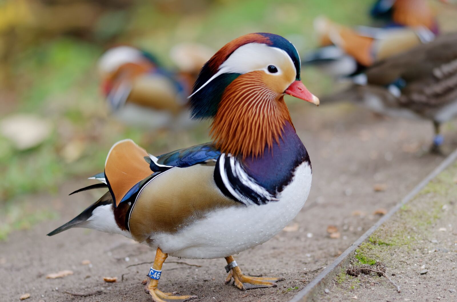 Nikon D5100 sample photo. The duck, mandarin, birds photography