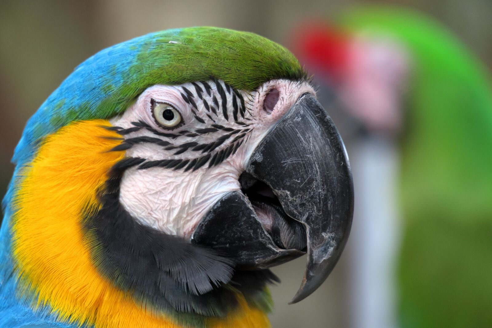 Canon PowerShot G3 X sample photo. Parrot, blue, green photography