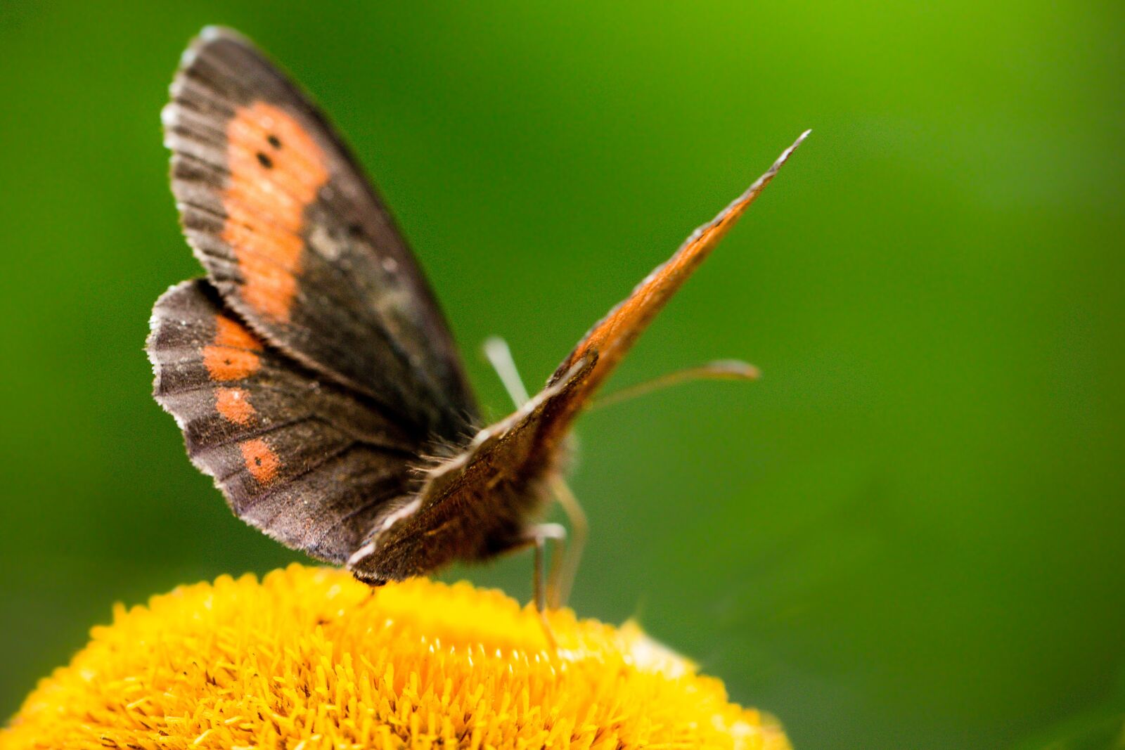 Canon EF 100mm F2.8L Macro IS USM sample photo. Insect, butterflies, nature photography