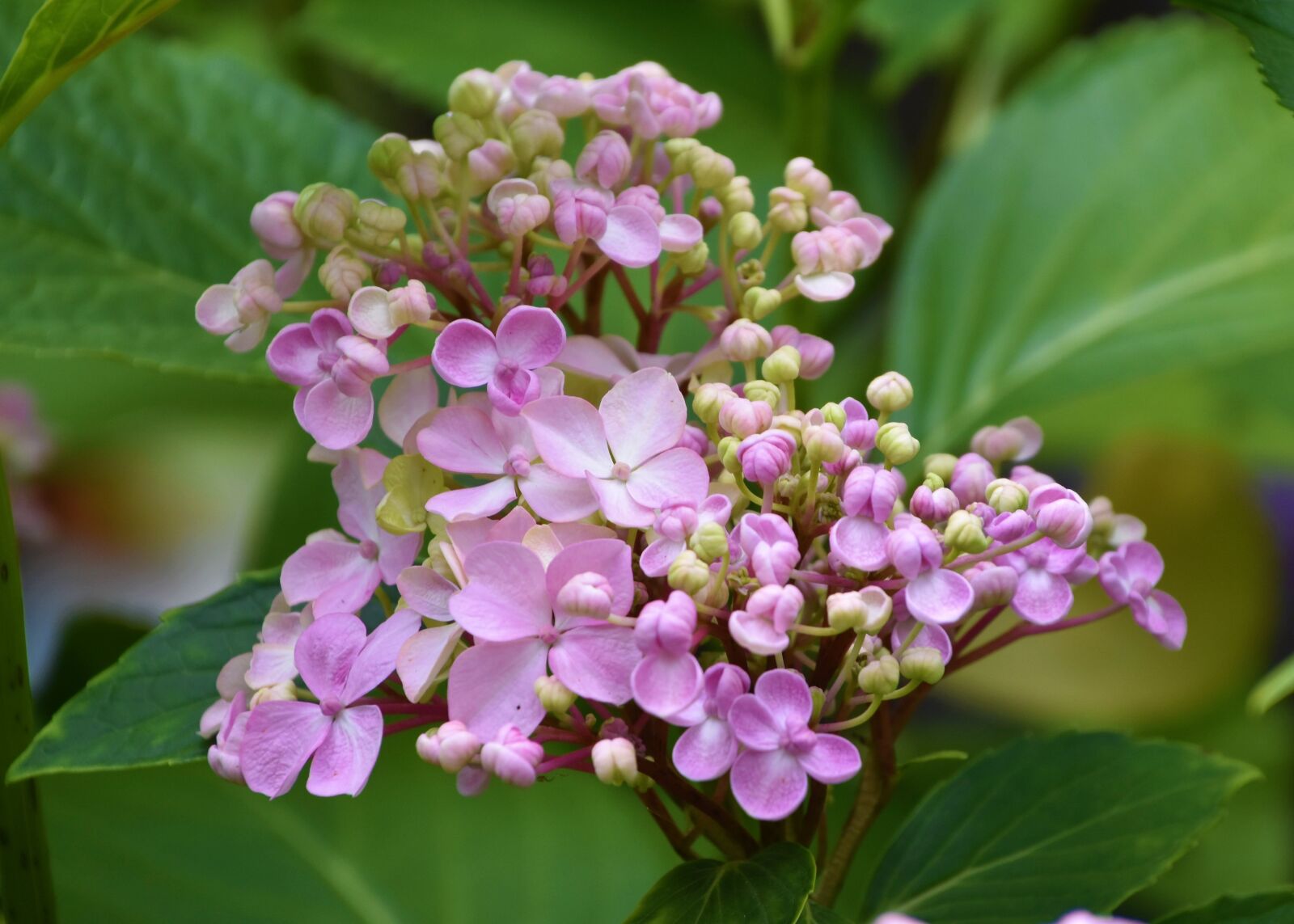 Nikon D5600 sample photo. Flower, nature, pink photography
